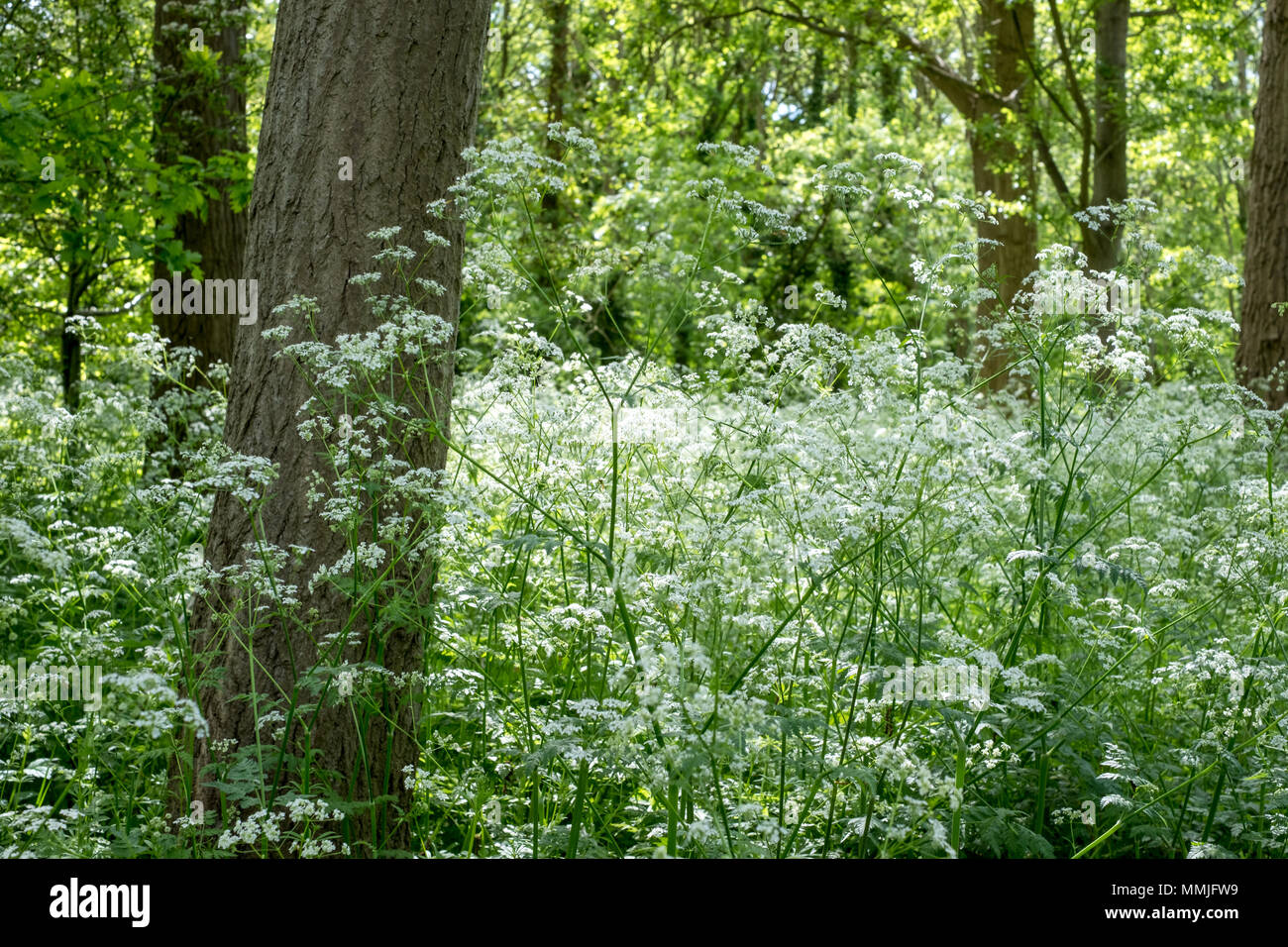 Cow parsley with white flower heads growing in the shade amongst the