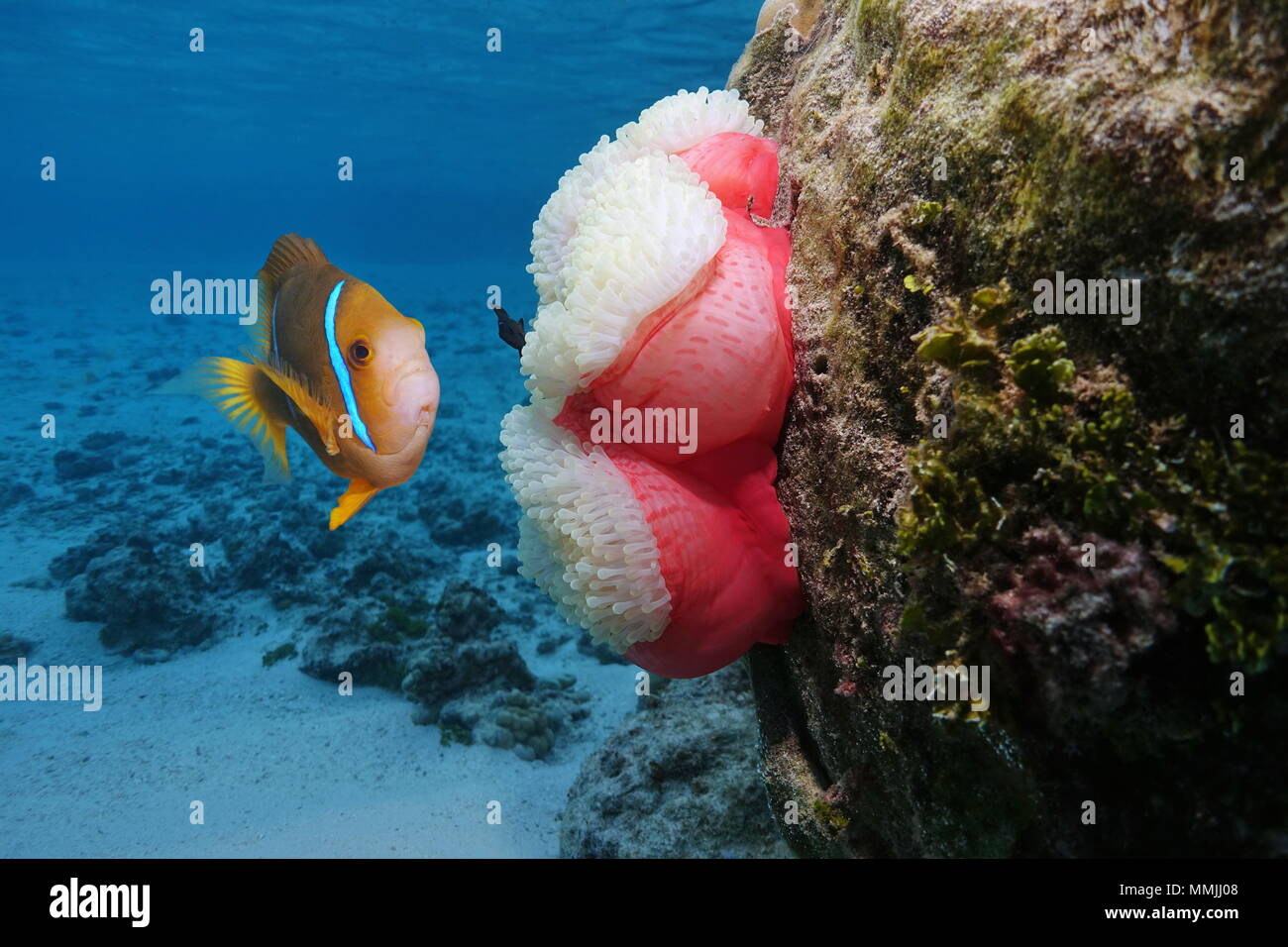 A clownfish with a sea anemone underwater, Pacific ocean, Polynesia, Rarotonga, Cook islands Stock Photo