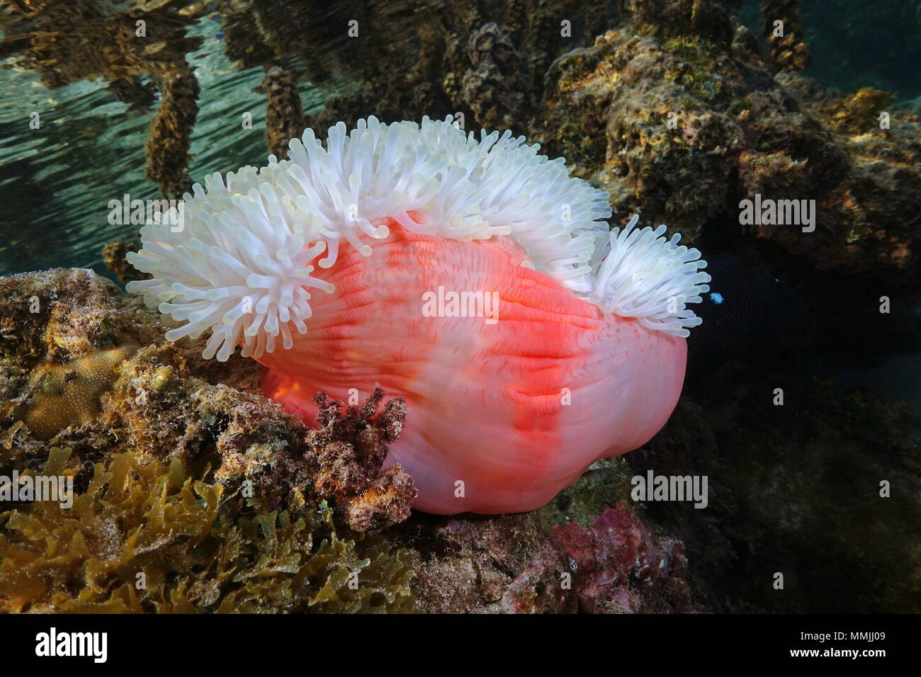 A Magnificent sea anemone underwater, Heteractis magnifica, Pacific ocean, Polynesia, American Samoa Stock Photo