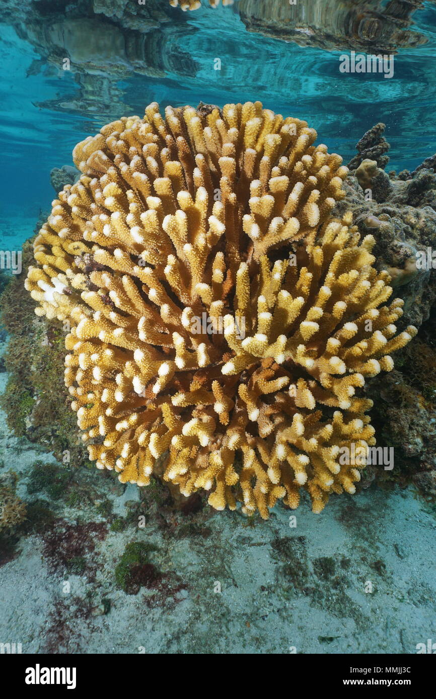 Cauliflower coral (Pocillopora) underwater in the lagoon of Huahine island, Pacific ocean, French Polynesia Stock Photo