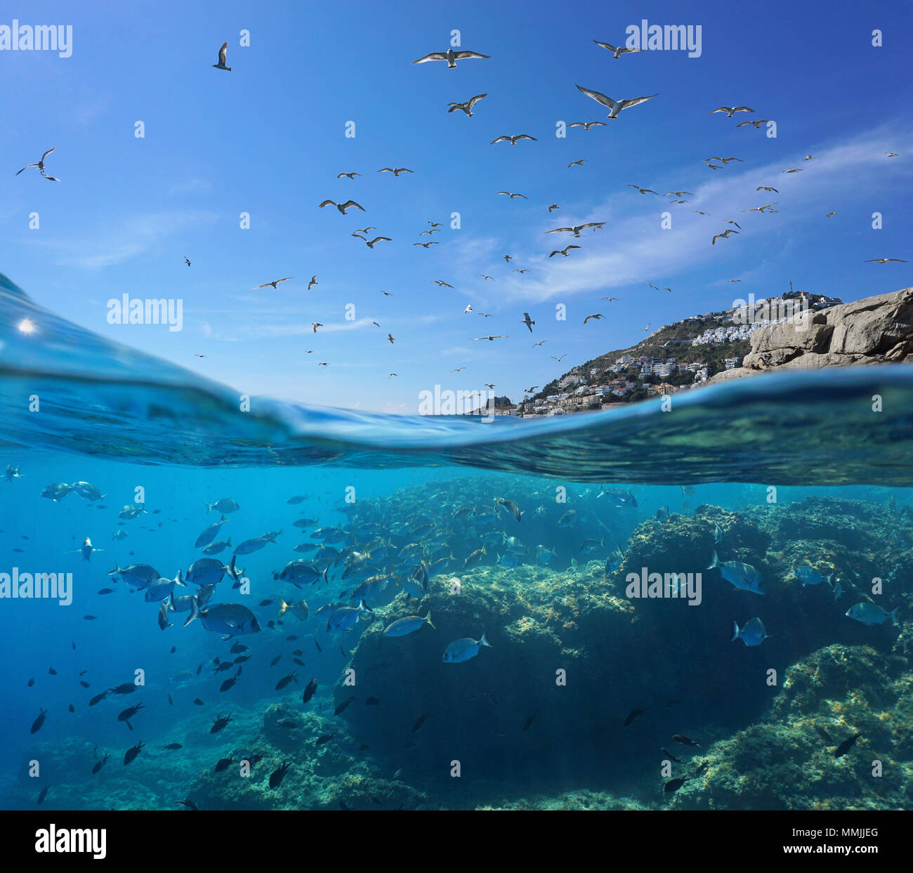 Seabirds flying in the sky and a shoal of fish with rocks underwater, split view above and below water surface, Mediterranean sea, Spain, Costa Brava Stock Photo