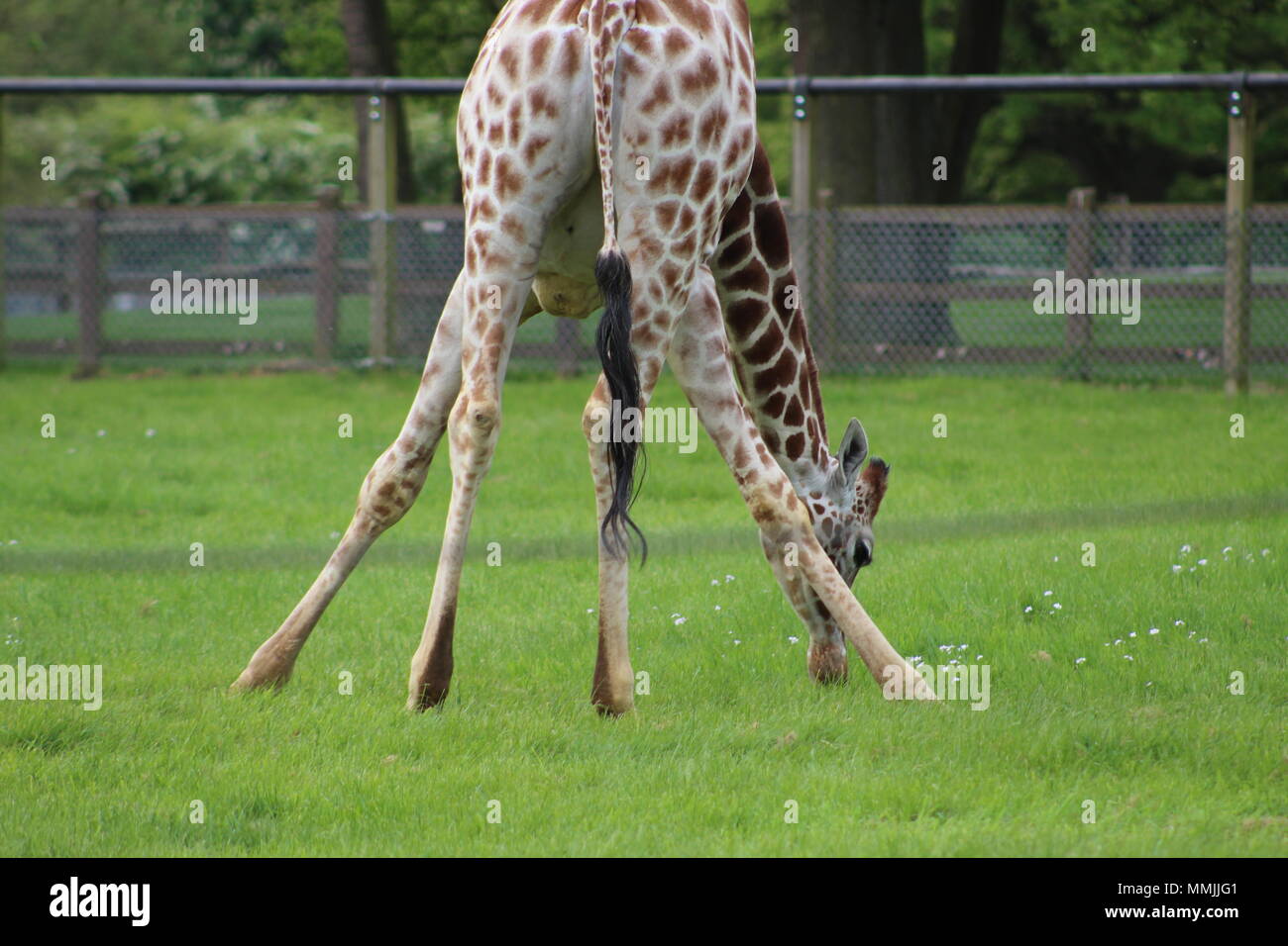Giraffe's at Whipsnade Zoo Stock Photo