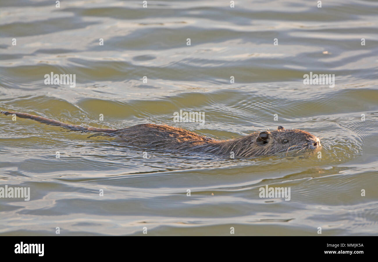 Nutria in a Wetland Pond near Port Aransas, Texas Stock Photo Alamy