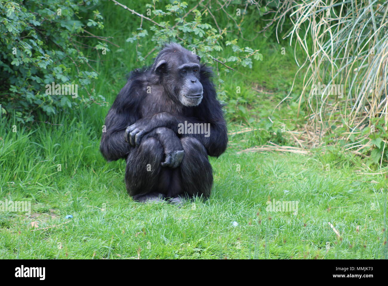 Chimpanzee at Whipsnade Zoo Stock Photo
