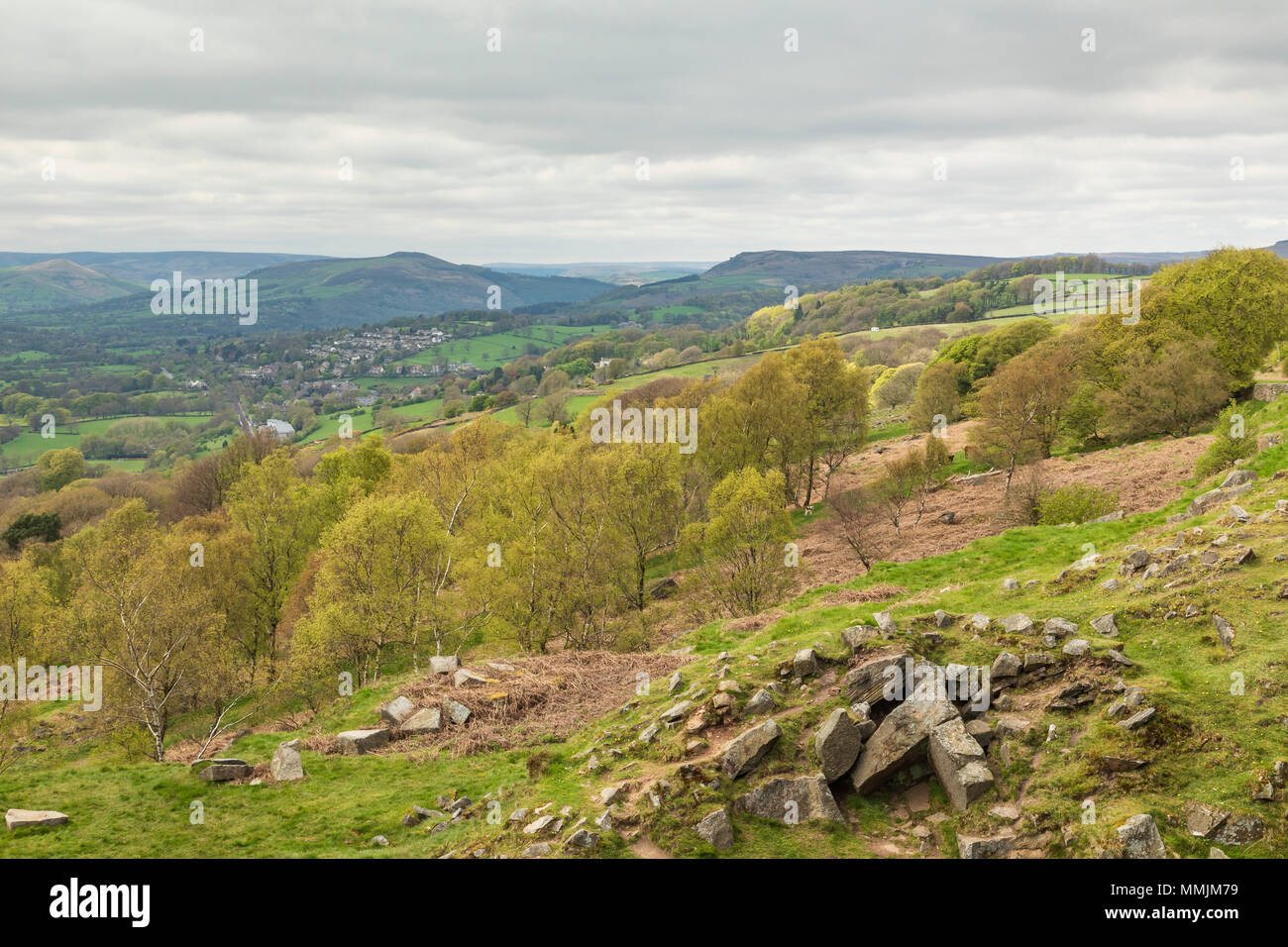 An image of beautiful Silver Birch trees on a hillside in springtime, shot in the Derbyshire Peak District England, UK. Stock Photo