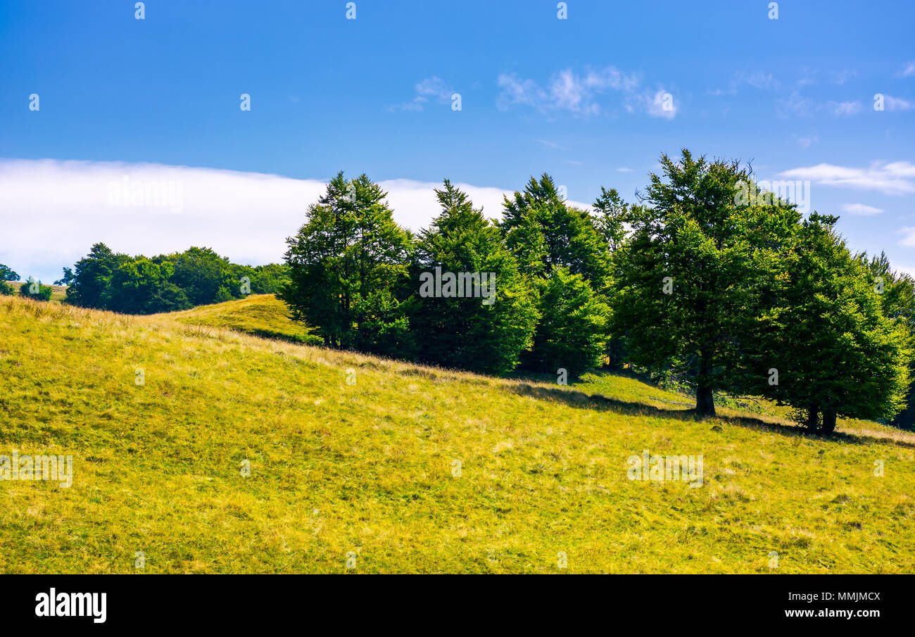 beech forest on grassy hillside. lovely scenery of Carpathian landscape in summer. location Svydovets ridge, Ukraine Stock Photo