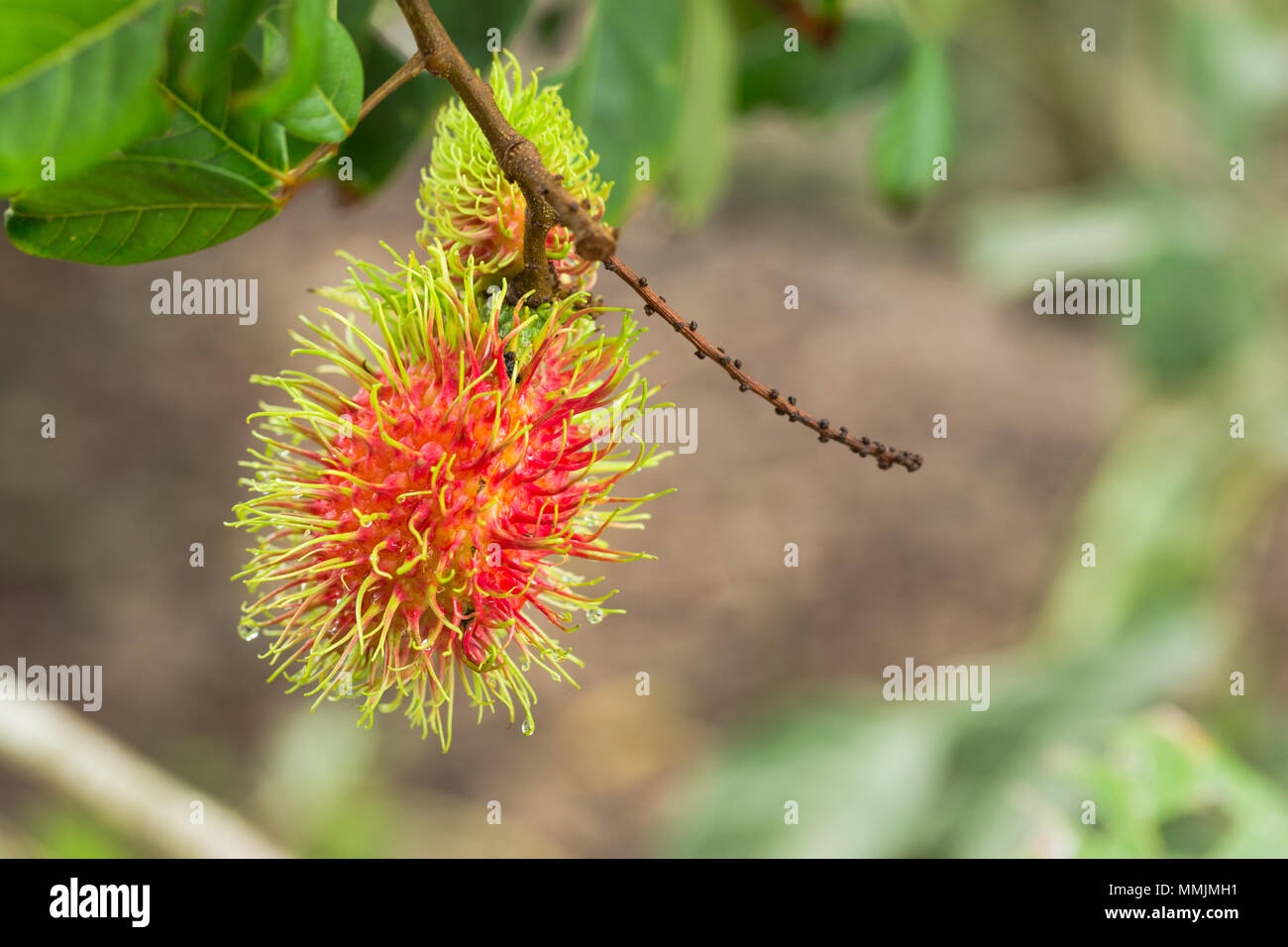 Rambutan orchard hi-res stock photography and images - Alamy