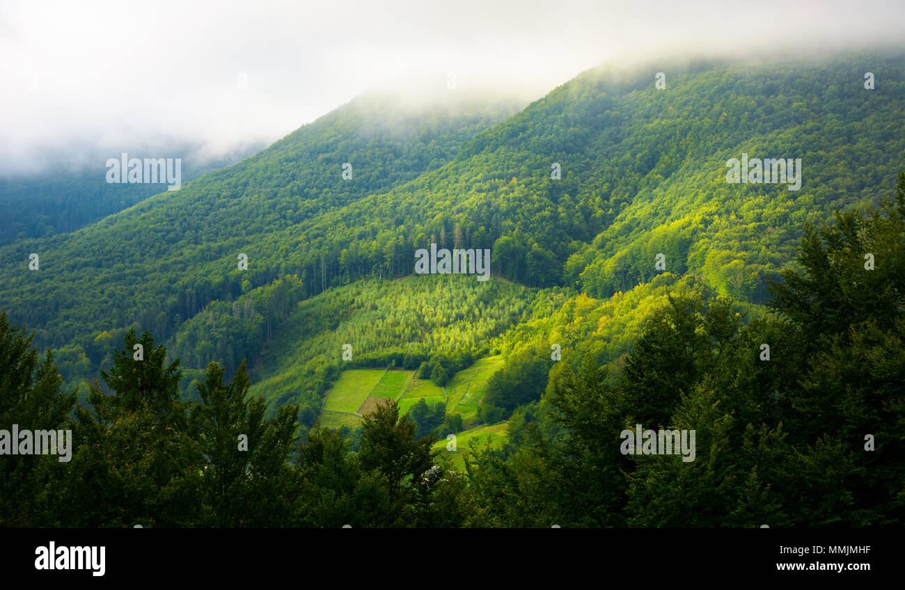 mountain pine forest and glade in the morning fog and sunrise light Stock Photo