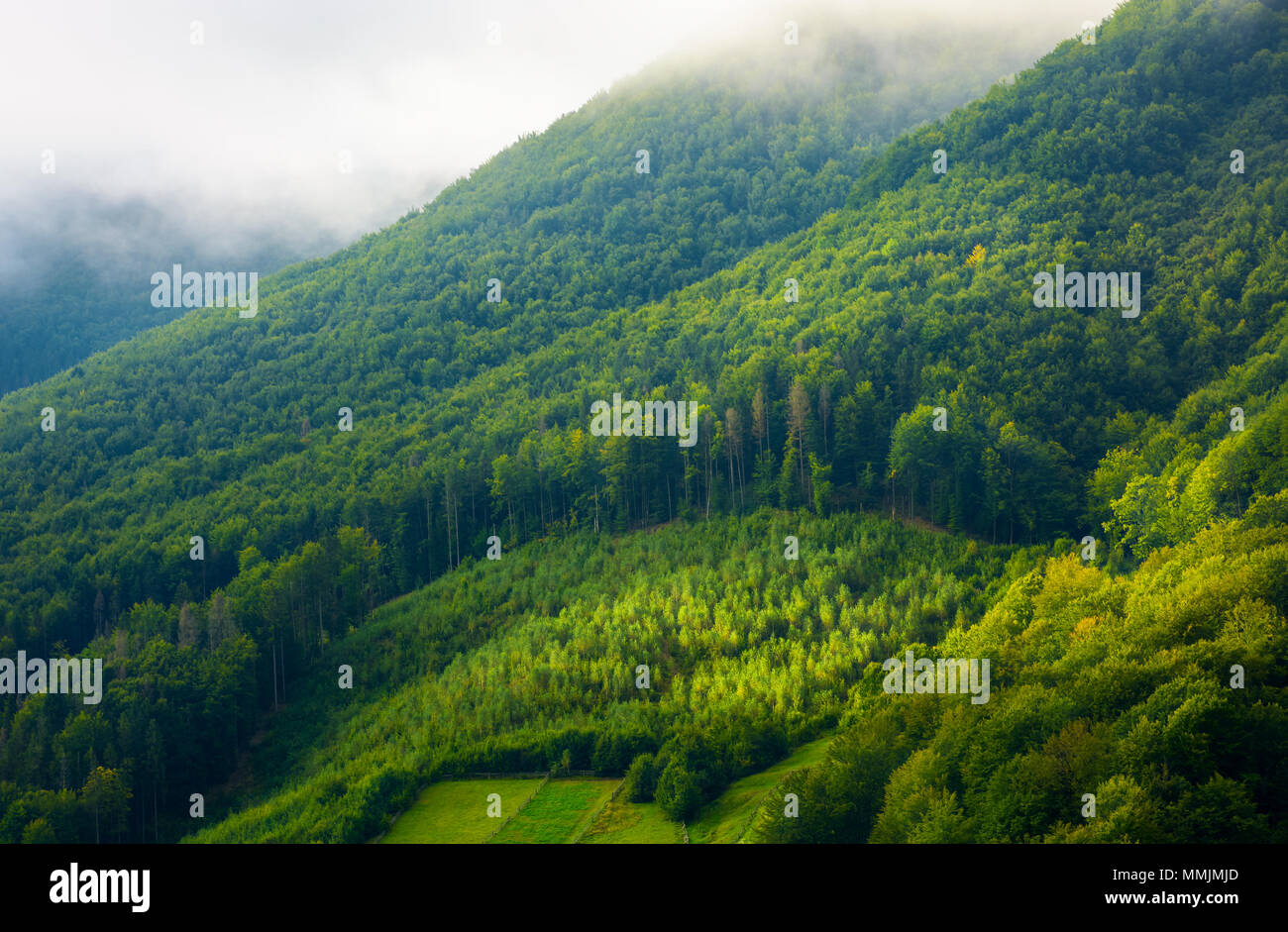 mountain pine forest and glade in the morning fog and sunrise light Stock Photo