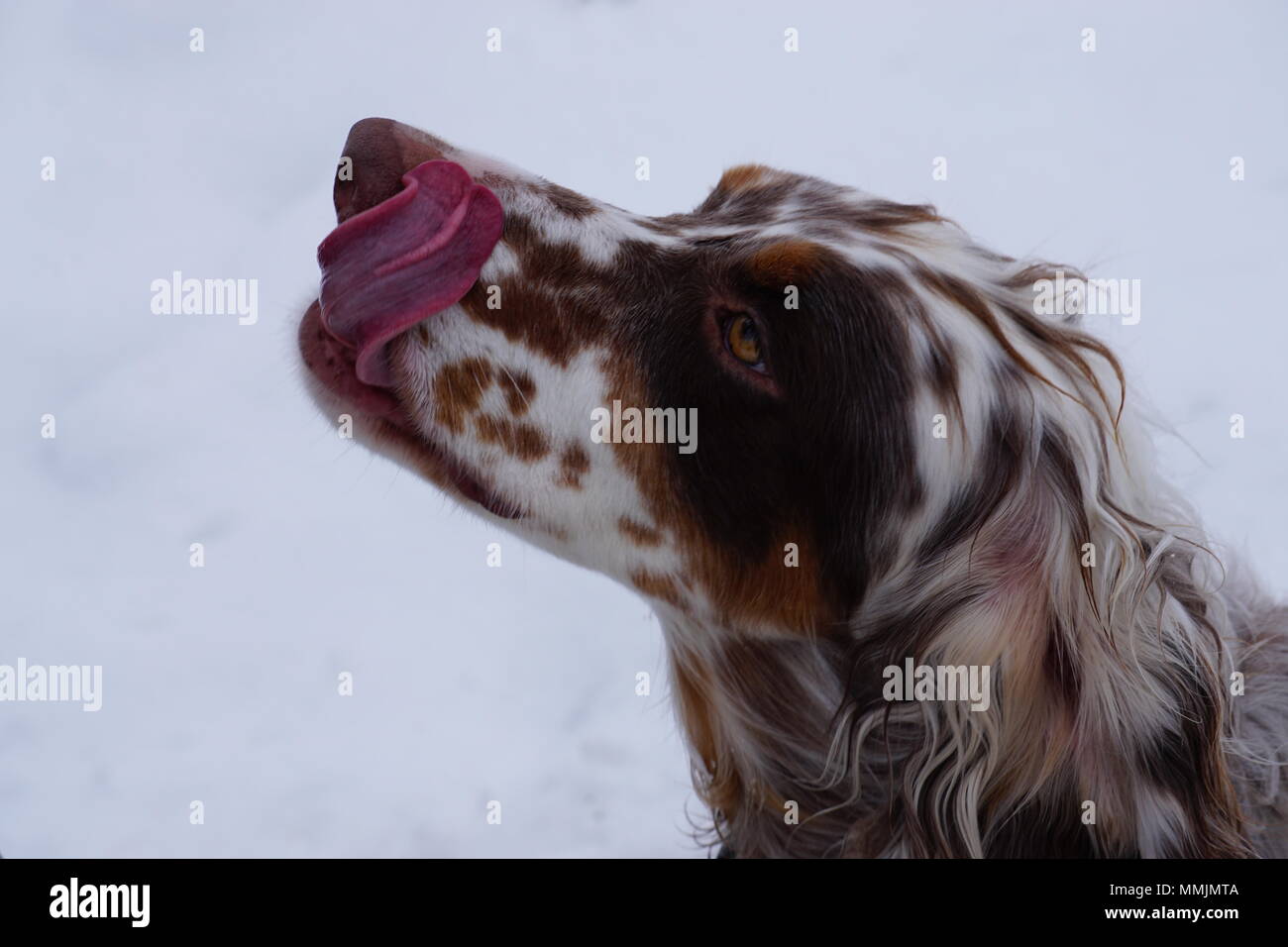 Dogs Nose Is Cold