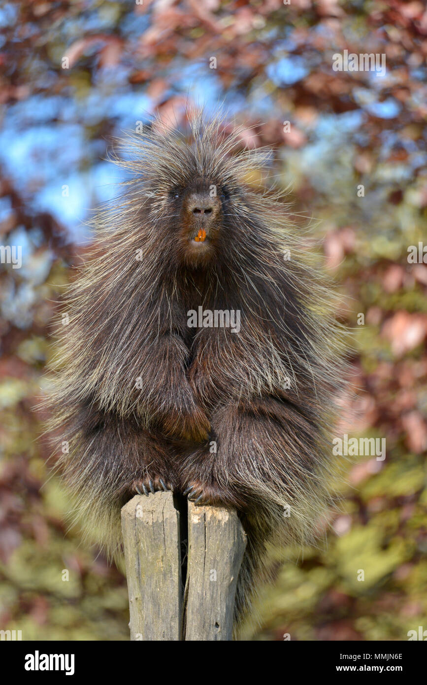 The North American porcupine (Erethizon dorsatum), also known as the Canadian porcupine or common porcupine, perched on stake with its orange incisive Stock Photo