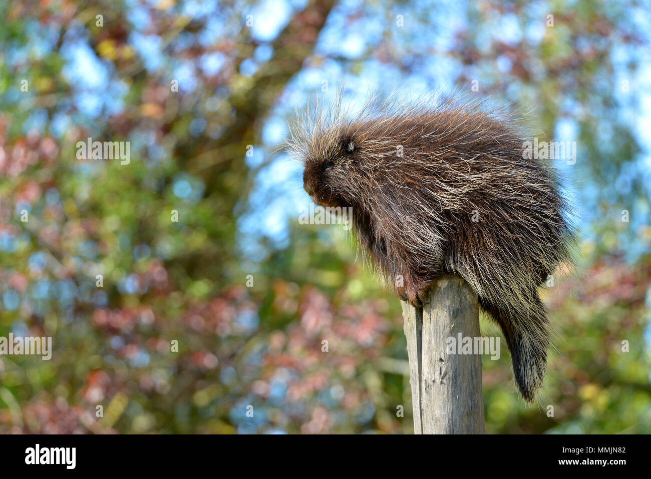 The North American porcupine (Erethizon dorsatum), also known as the Canadian porcupine or common porcupine, perched on stake Stock Photo