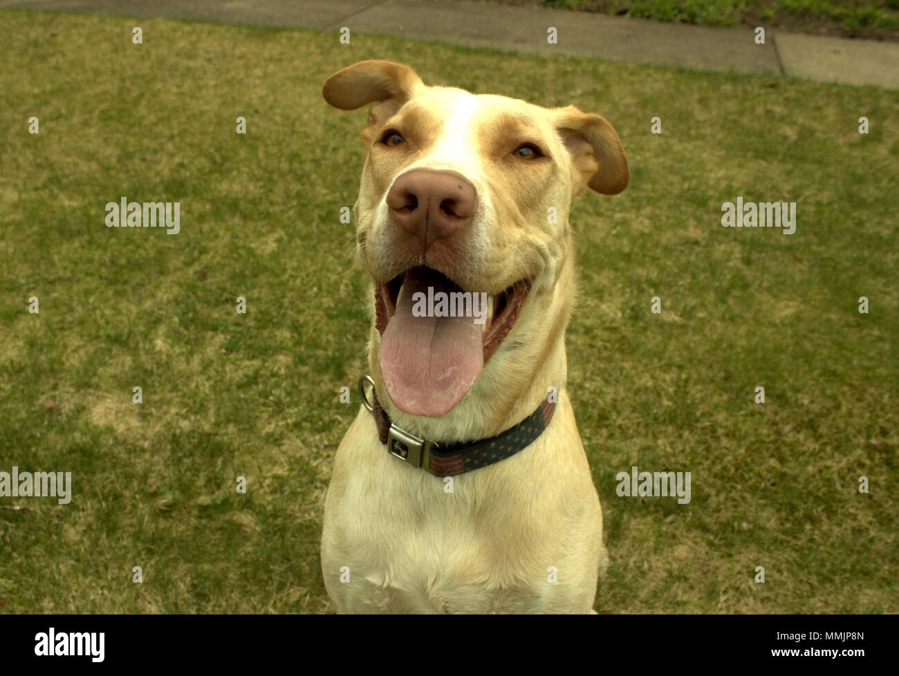 Yellow Lab Pitbull Mix Temperament