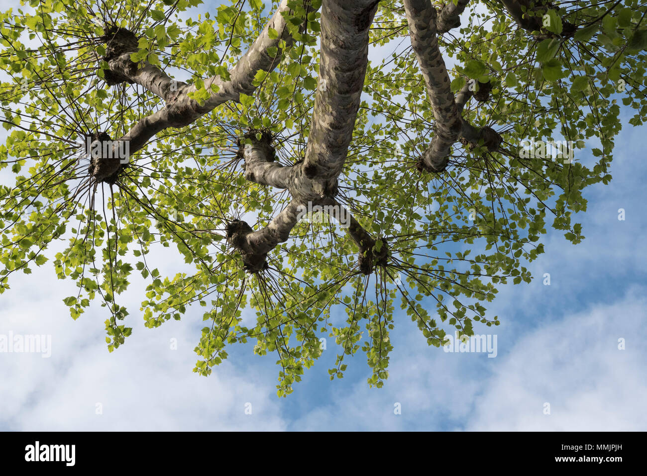 London Plane Tree (Platanus x acerifolia) leaves Stock Photo