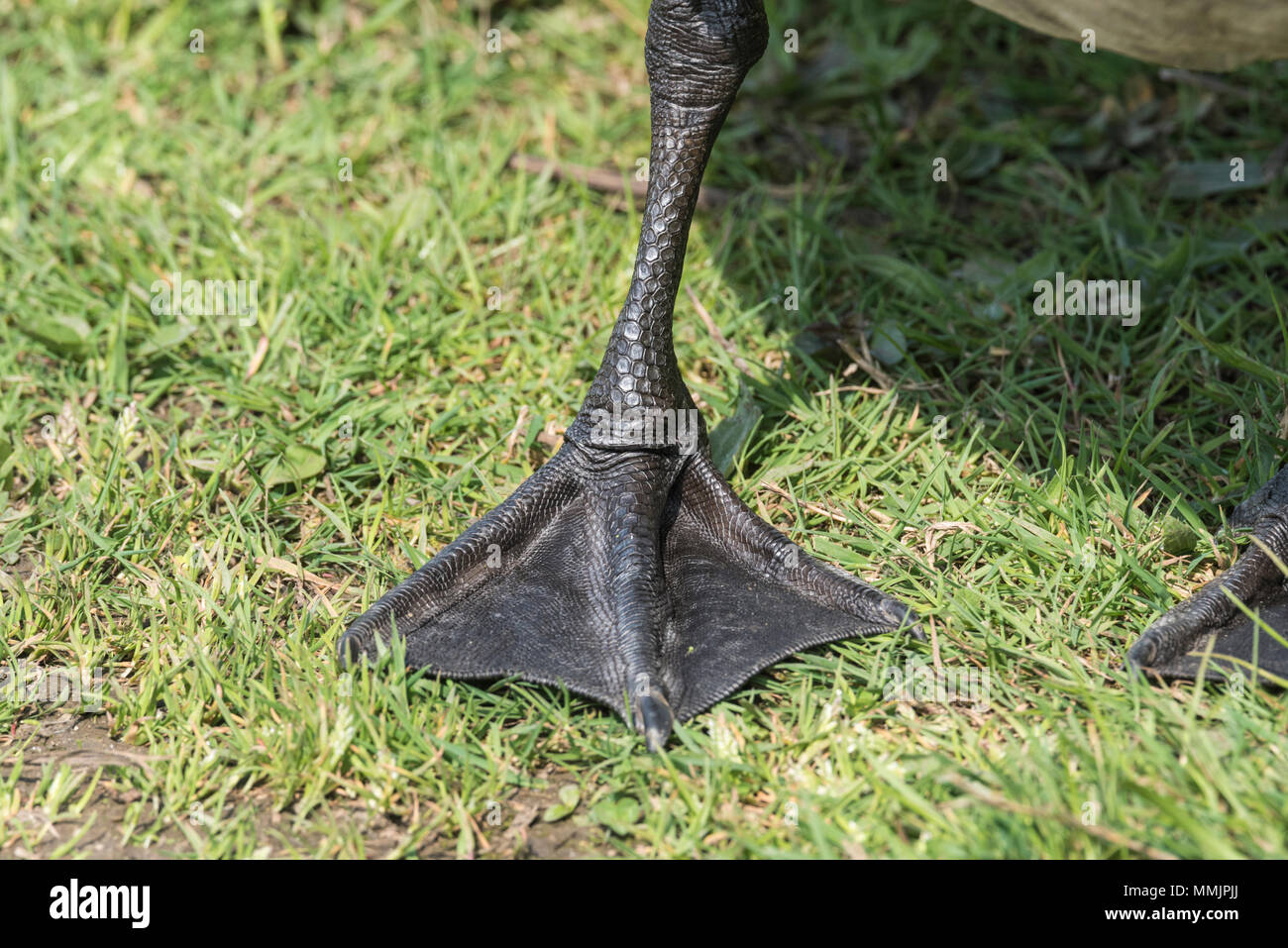 Webbed foot of a Canada Goose (Branta canadensis Stock Photo - Alamy