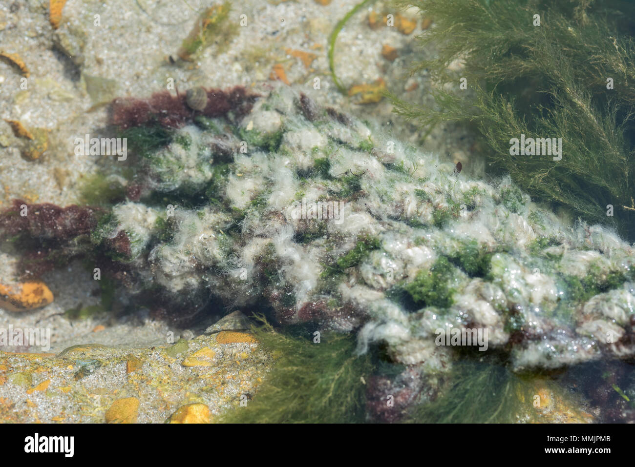 A red seaweed covered in white growth Stock Photo