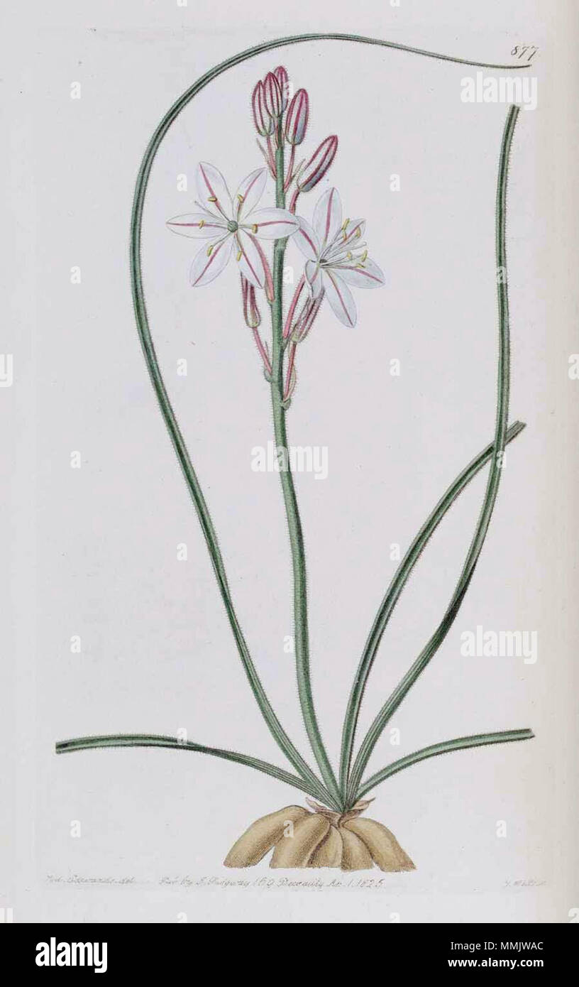 . Trachyandra ciliata  . 1825. Botanical Register 877 Trachyandra ciliata Stock Photo