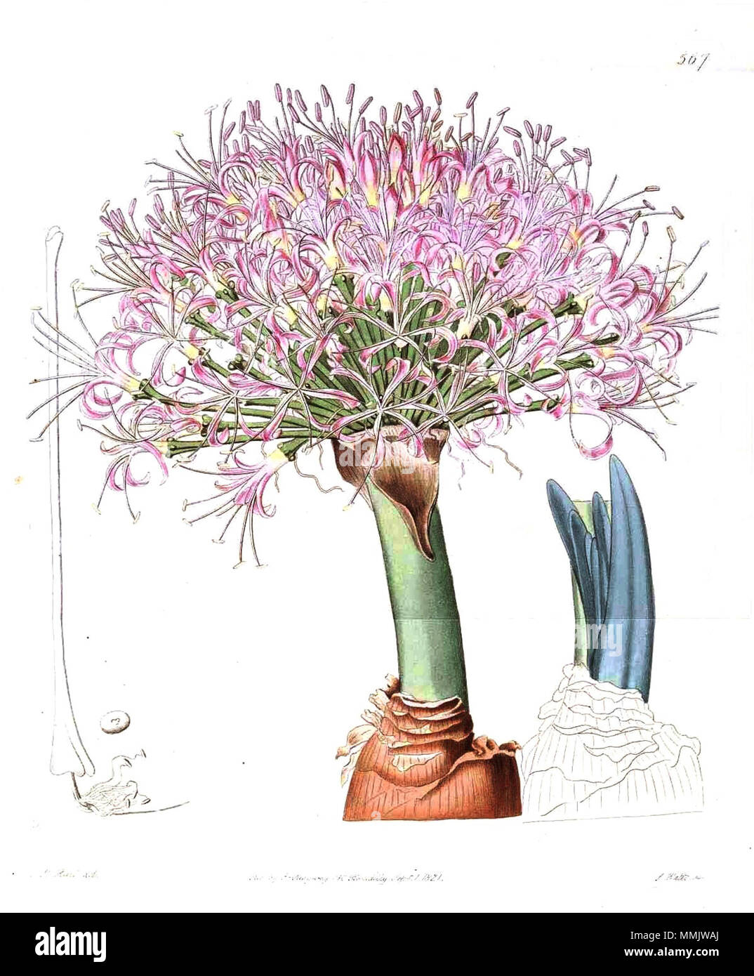 . Boophone disticha  . 1821. Engraved by J. Watts after a painting by M. Hart 567 Boophone disticha (as Brunsvigia toxicaria) Stock Photo