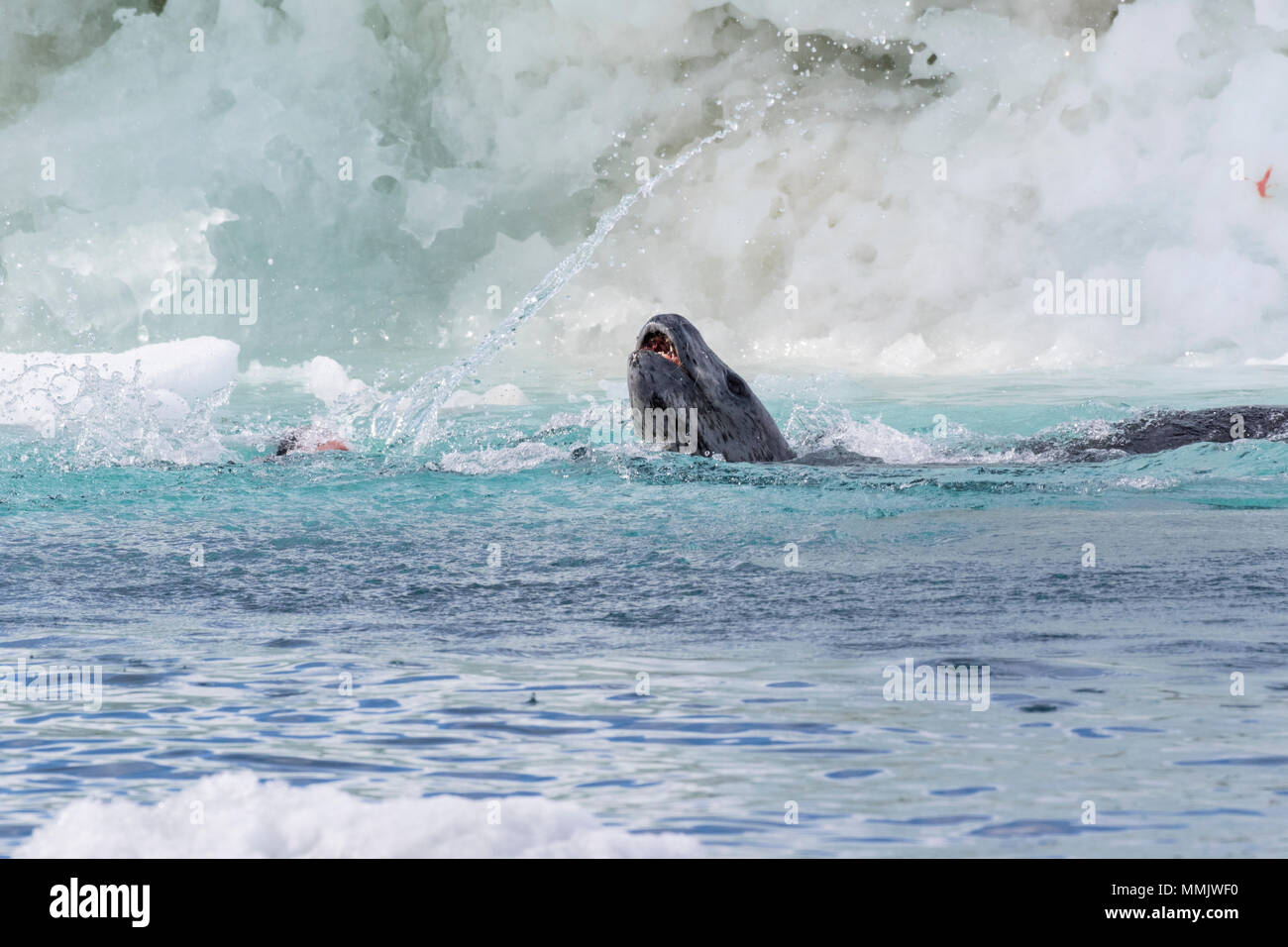 leopard seal Hydrurga leptonyx adult killing and eating penguin in sea