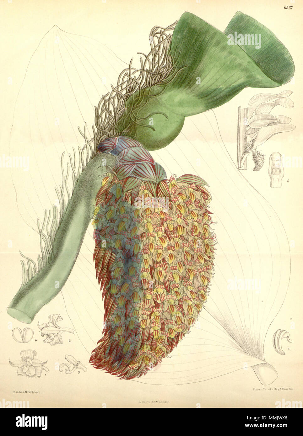 . Illustration of Bulbophyllum beccarii  . 1881. M. S. del. ( = Matilda Smith, 1854-1926), J. N. Fitch lith. ( = John Nugent Fitch, 1840–1927) . Description by Joseph Dalton Hooker (1817—1911) 104 Bulbophyllum beccarii - Curtis' 107 (Ser. 3 no. 37) pl 6567 (1881) Stock Photo