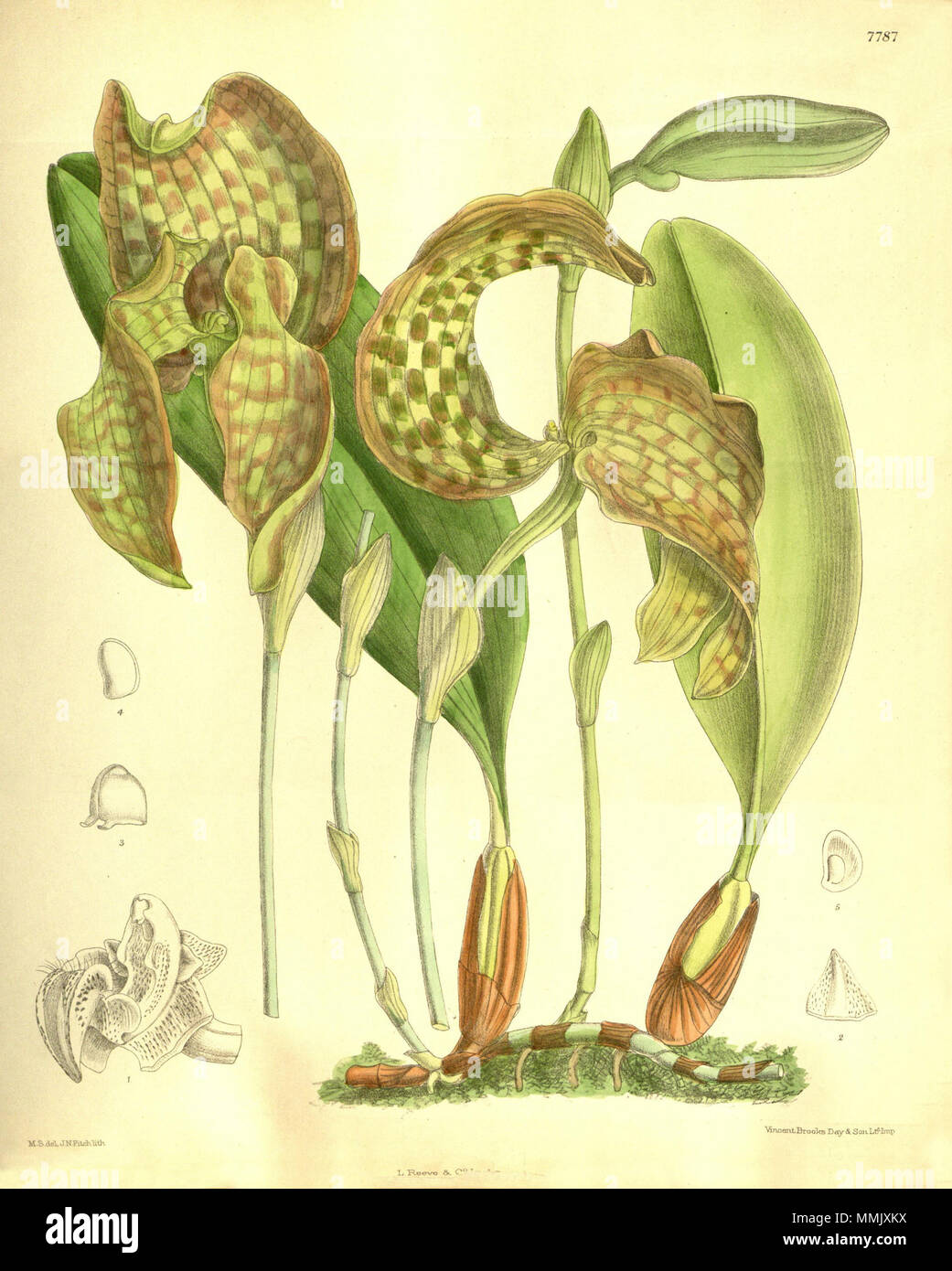 . Illustration of Bulbophyllum grandiflorum  . 1901. M. S. del. ( = Matilda Smith, 1854-1926), J. N. Fitch lith. ( = John Nugent Fitch, 1840–1927) Description by Joseph Dalton Hooker (1817—1911) 104 Bulbophyllum grandiflorum Stock Photo
