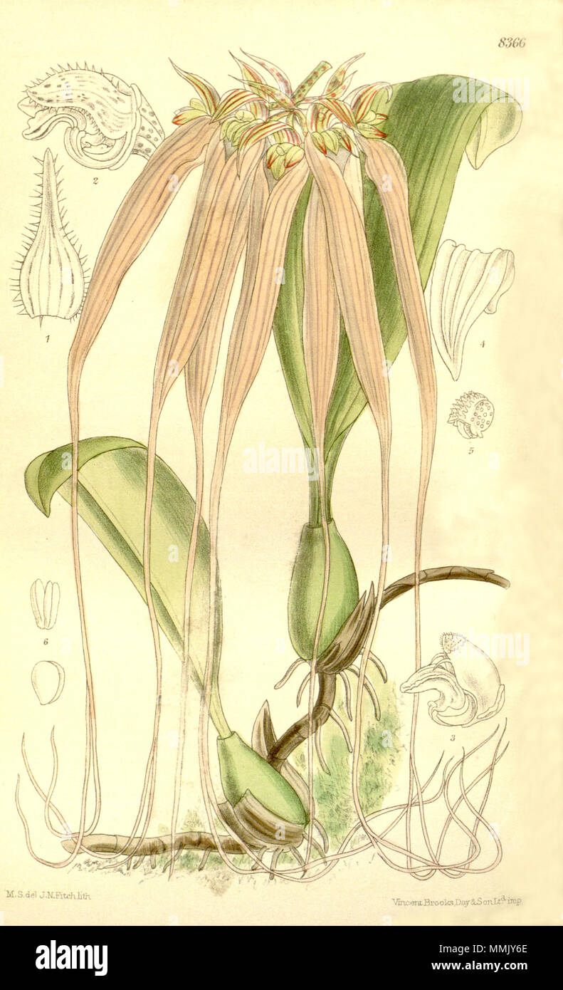 . Illustration of Bulbophyllum longissimum (as syn. Cirrhopetalum longissimum)  . 1911. M. S. del. ( = Matilda Smith, 1854-1926), J. N. Fitch lith. ( = John Nugent Fitch, 1840–1927) Description by R. A. Rolfe (1855–1921) 104 Bulbophyllum longissimum (as Cirrhopetalum longissimum) - Curtis' 137 (Ser. 4 no. 7) pl. 8366 (1911) Stock Photo