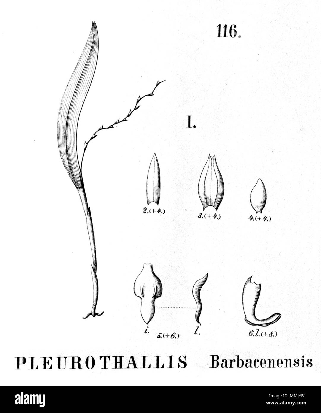 . Illustration of Acianthera hygrophila (as syn. Pleurothallis barbacenensis)  . between 1893 and 1896. Alfred Cogniaux (1841 - 1916) 25 Acianthera hygrophila (as Pleurothallis barbacenensis - cut from Fl.Br.3-4-116 - fig. I Stock Photo