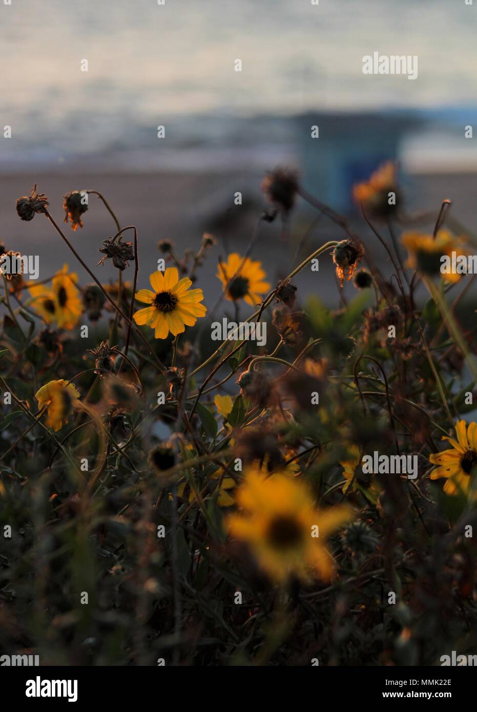 Wildflowers at Torrance State Beach, Los Angeles, California Stock