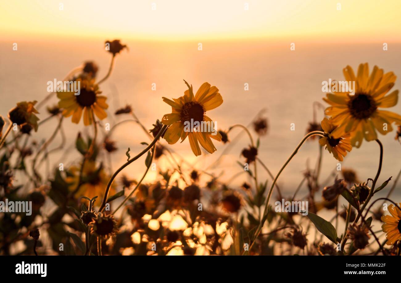 Wildflowers at Torrance State Beach, Los Angeles, California Stock