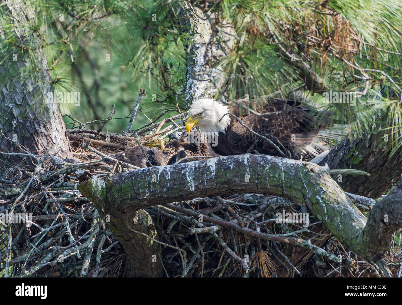 A family of Bald Eagles (Haliaeetus leucocephalus) , an adult and two chicks, in their nest. Spring, Texas, USA. Stock Photo