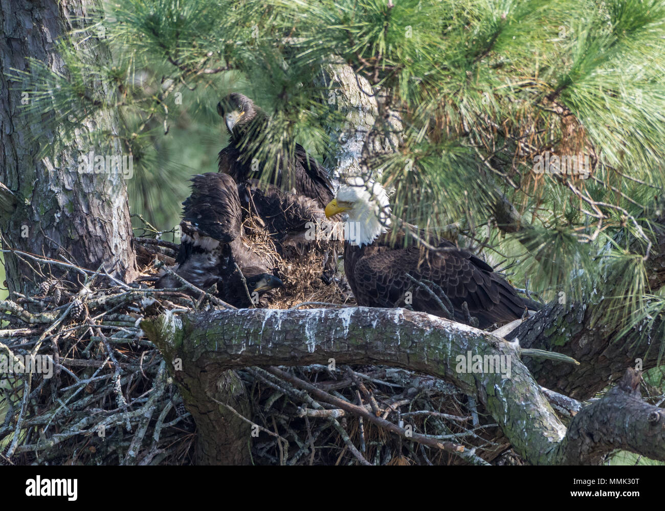 A family of Bald Eagles (Haliaeetus leucocephalus) , an adult and two juveniles, in their nest. Spring, Texas, USA. Stock Photo
