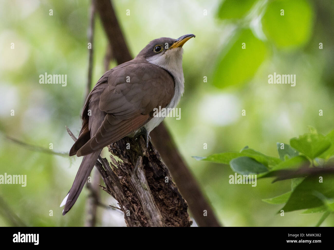 A Yellow-billed Cuckoo (Coccyzus americanus) perched on a branch. High Island, Texas, USA. Stock Photo