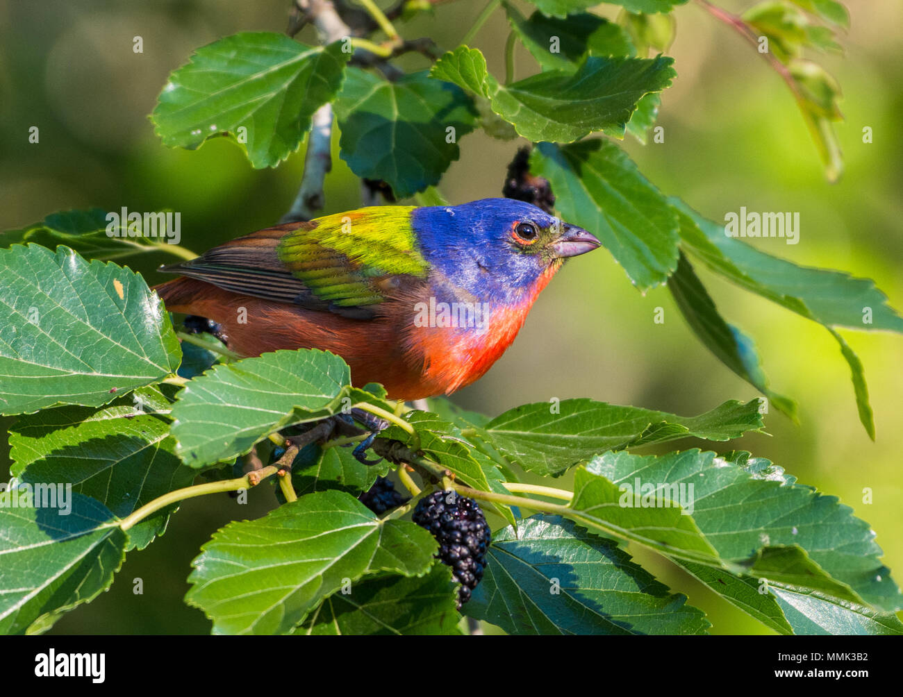 A colorful Painted Bunting (Passerina ciris) foraging on a mulberry tree. High Island, Texas, USA. Stock Photo