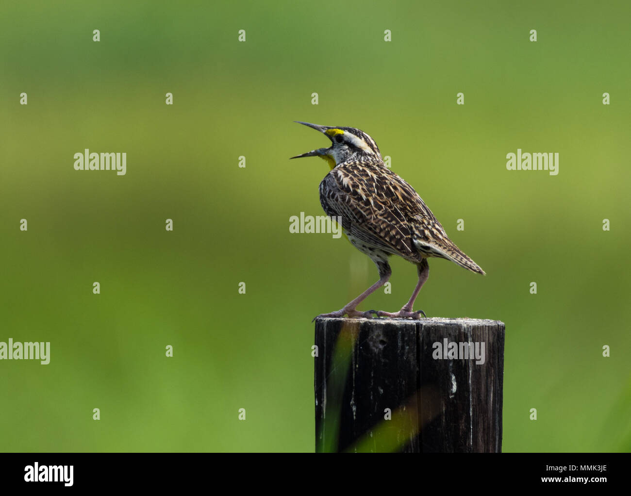 A Eastern Meadowlark (Sturnella magna) singing on top of a wooden post. Anahuac National Wildlife Refuge, Texas, USA. Stock Photo