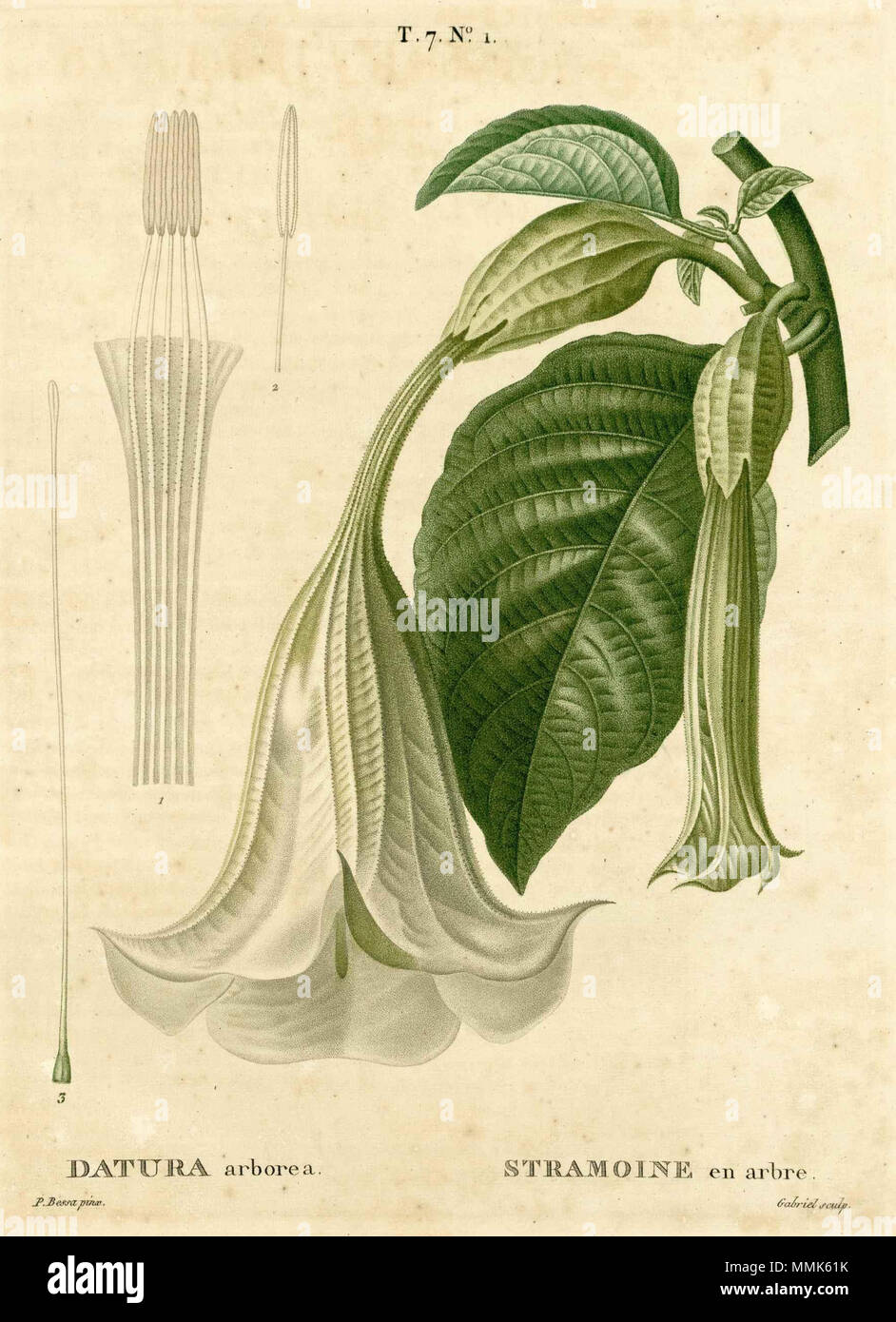 . English: Brugmansia suaveolens, as Datura arborea  . 3 February 2015, 23:20:03. P. Bessa 102 Brugmansia suaveolens Stock Photo
