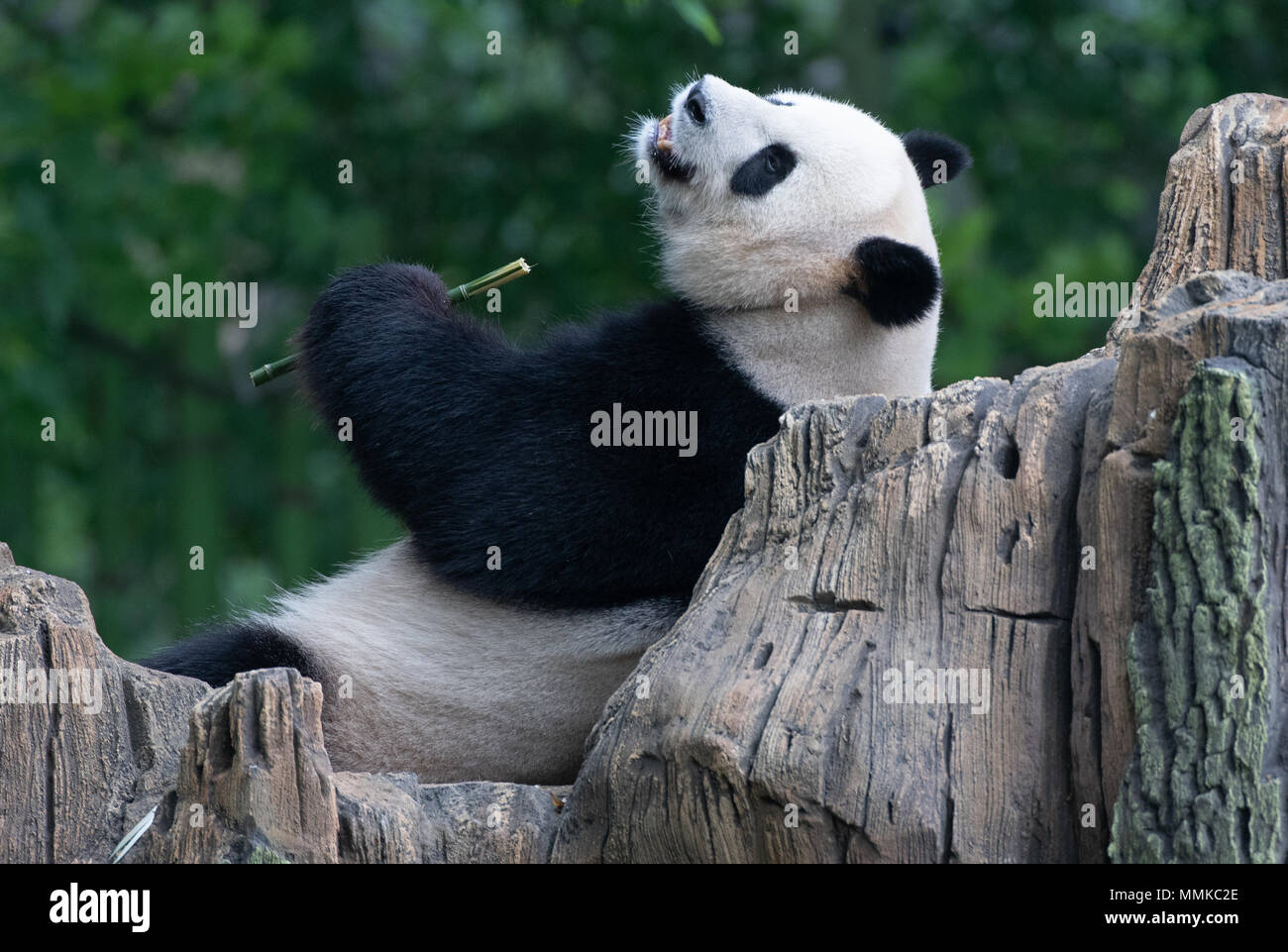 Berlin, Germany. 12th May 2018. Female panda Jiao Qing eating bamboo in her  enclosure in the Zoo. Photo: Paul Zinken/dpa Credit: dpa picture alliance/Alamy  Live News Stock Photo - Alamy