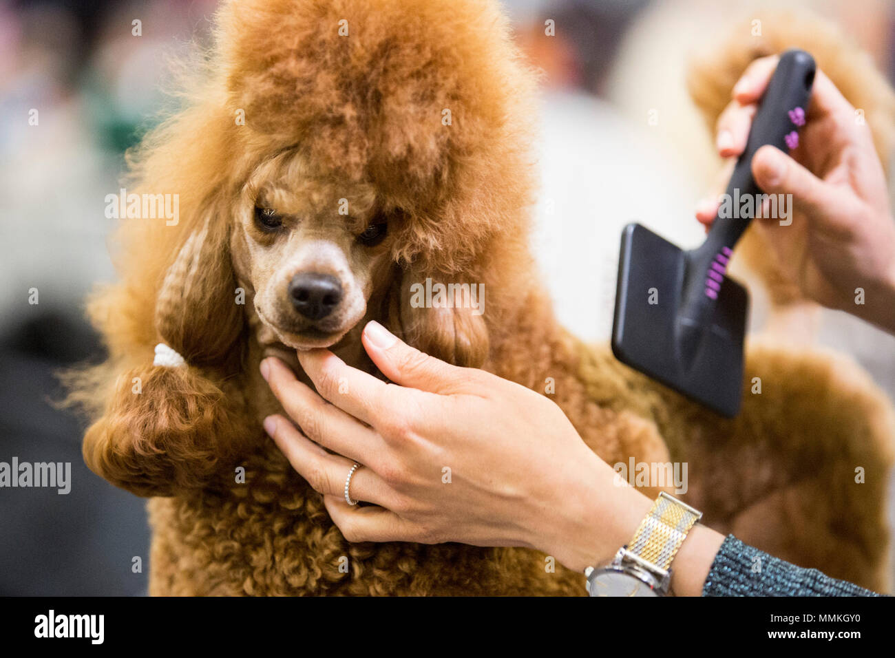 Show Hund High Resolution Stock Photography and Images - Alamy