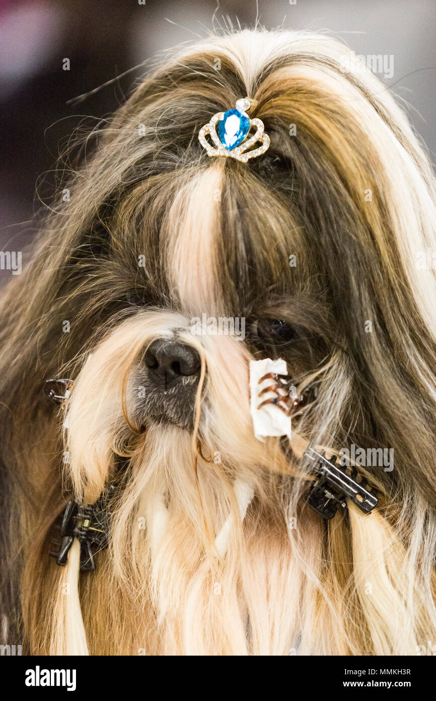 Dortmund, Germany. 12 May 2018. Portrait of a Shih Tzu in "make-up" before  a competition. One of the largest dog and cat shows Hund & Katz takes place  with more than 8000