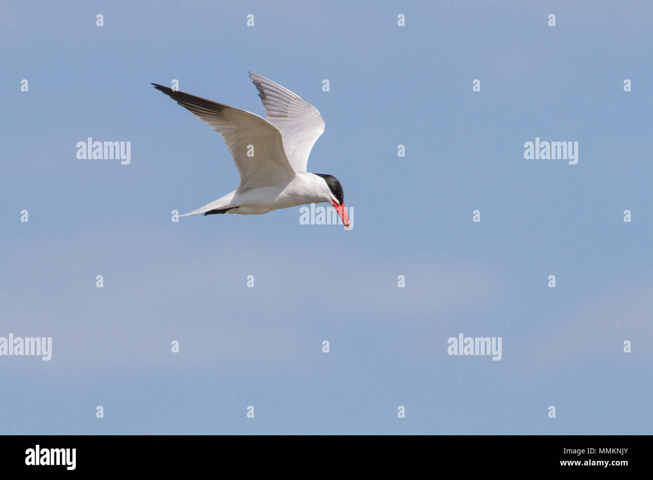 A Caspian tern looking for a meal. Stock Photo