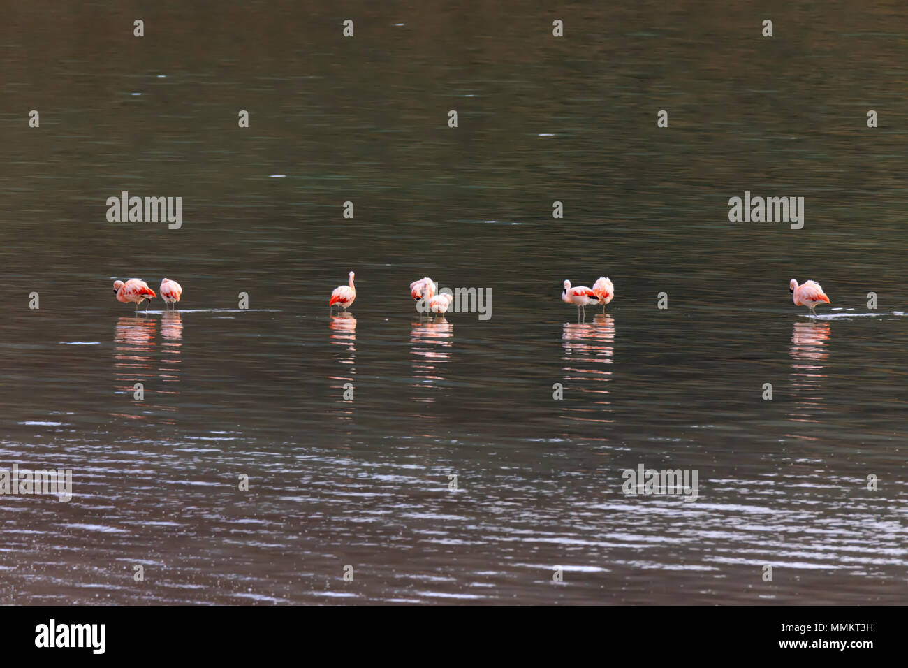 Chilean flamingo; Phoenicopterus chilensis Stock Photo