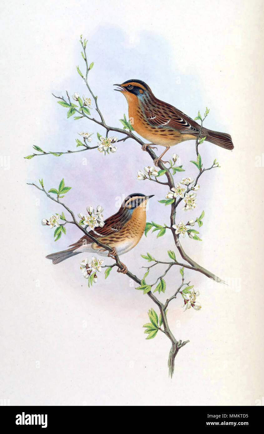 . Accentor montanellus = Prunella montanella[1]  . between 1850 and 1883.   John Gould  (1804–1881)      Alternative names Gould  Description British zoologist  Date of birth/death 14 September 1804 2 March 1881  Location of birth/death Lyme Regis London  Authority control  : Q313787 VIAF:?29597222 ISNI:?0000 0001 2125 9888 ULAN:?500006638 LCCN:?n79100355 NLA:?35137514 WorldCat    &   Henry Constantine Richter  (1821–1902)    Description British animal painter  Date of birth/death 1821 16 March 1902  Location of birth Royal Borough of Kensington and Chelsea  Authority control  : Q1567083 VIAF: Stock Photo