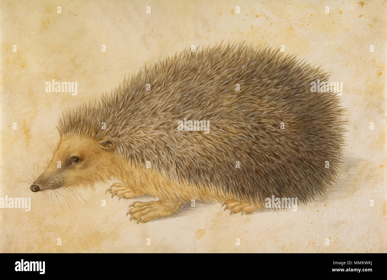 .  English: Hans Hoffmann, A Hedgehog (before 1584). Watercolor and gouache on parchment. 7 7/8 x 11 3/4 in. (20 x 29.8 cm). The Metropolitan Museum of Art. Purchase, Annette de la Renta Gift, 2005 (2005.347). Information from the Metropolitan  . 22 May 2012, 11:42:54. Hans Hoffmann - Hedgehog Stock Photo