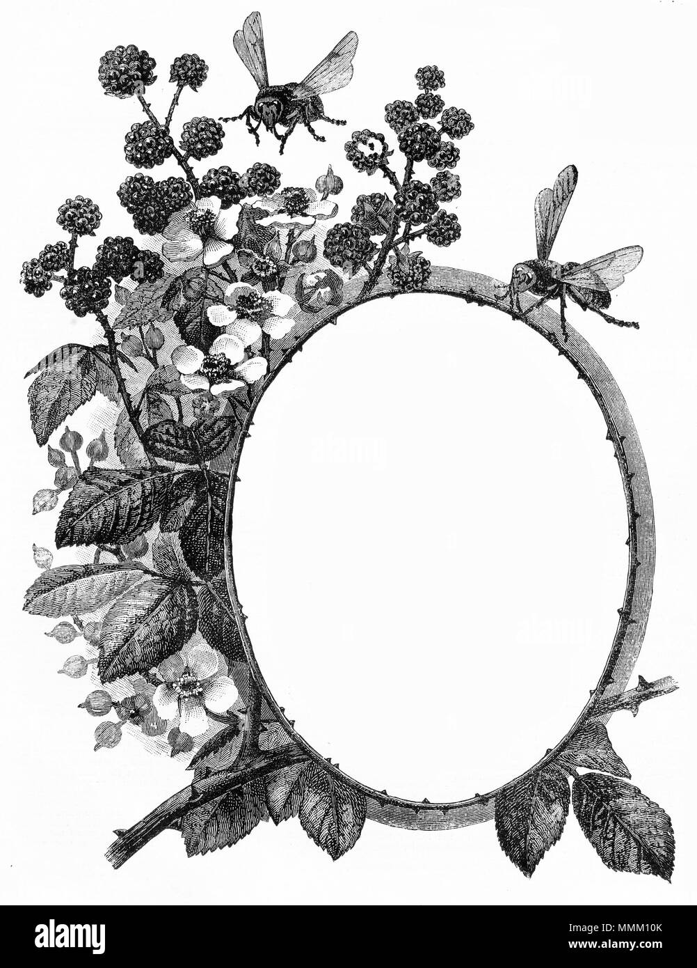 Engraving of a frame for text, featuring blackberries and insects. From an original engraving in the Girl's Own Paper magazine 1882. Stock Photo