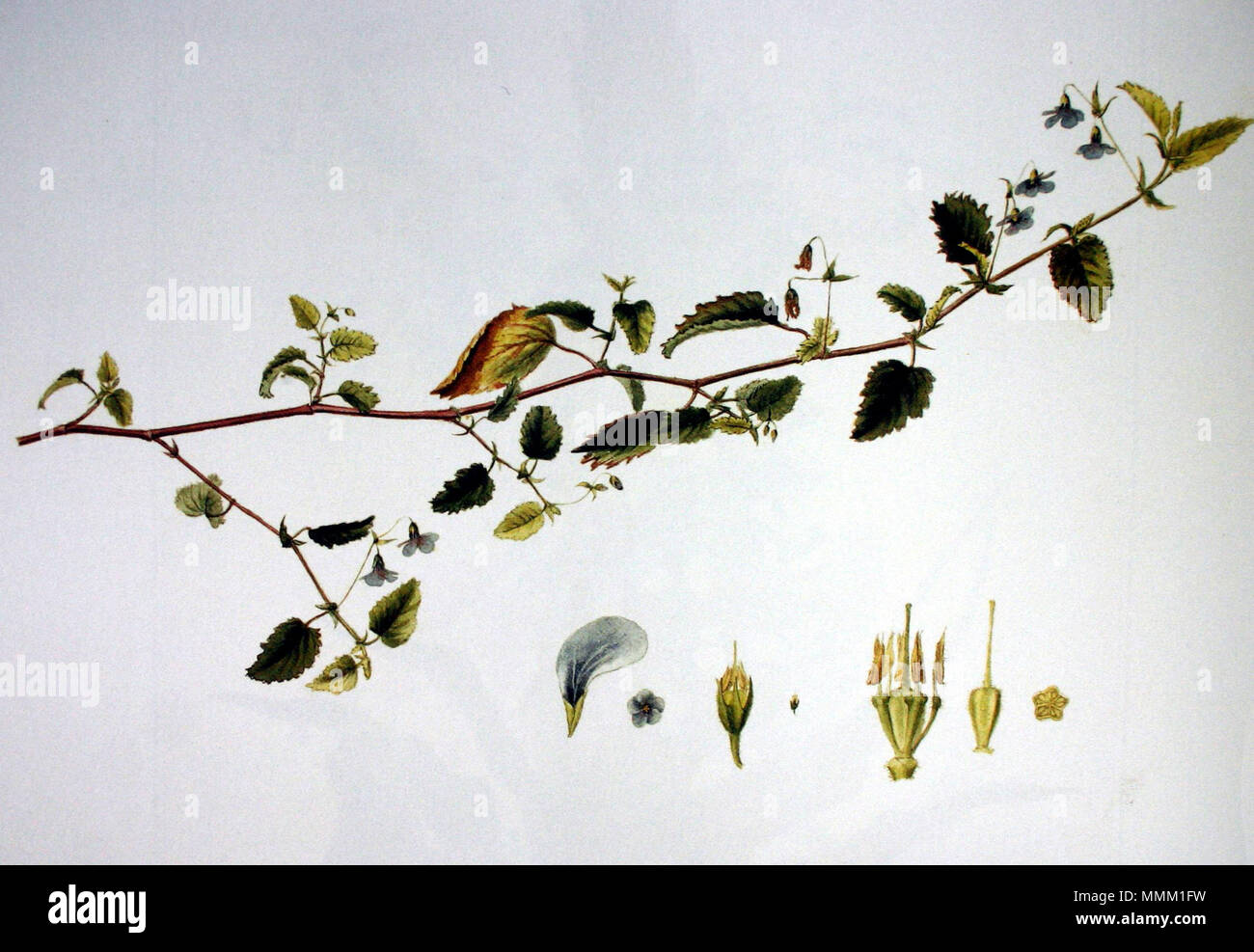 . English: Mahernia violacea = Hermannia violacea K. Schum.  . 19 May 1813. William John Burchell Hermannia violacea00 Stock Photo