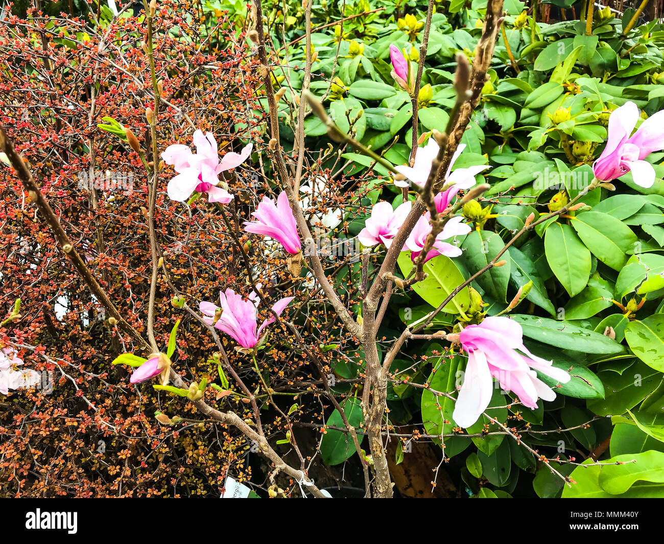 Pink flowers of blooming Magnolia in spring. Studio Photo Stock Photo ...