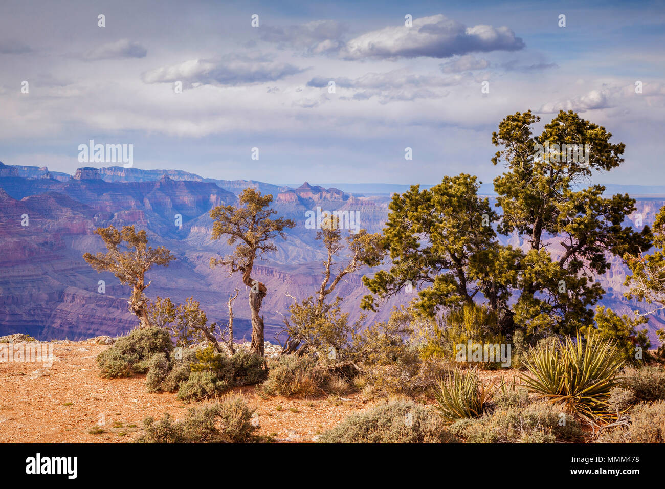 Arizona desert trees hires stock photography and images Alamy