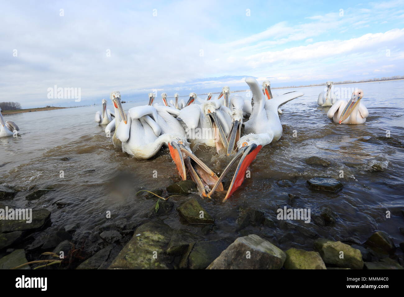 DALMATIAN PELICANS GREECE visual data 2