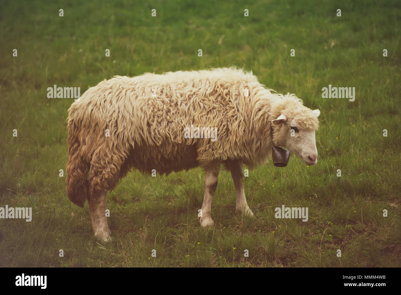 Single white sheep grazing at green meadow, natural agriculture ...
