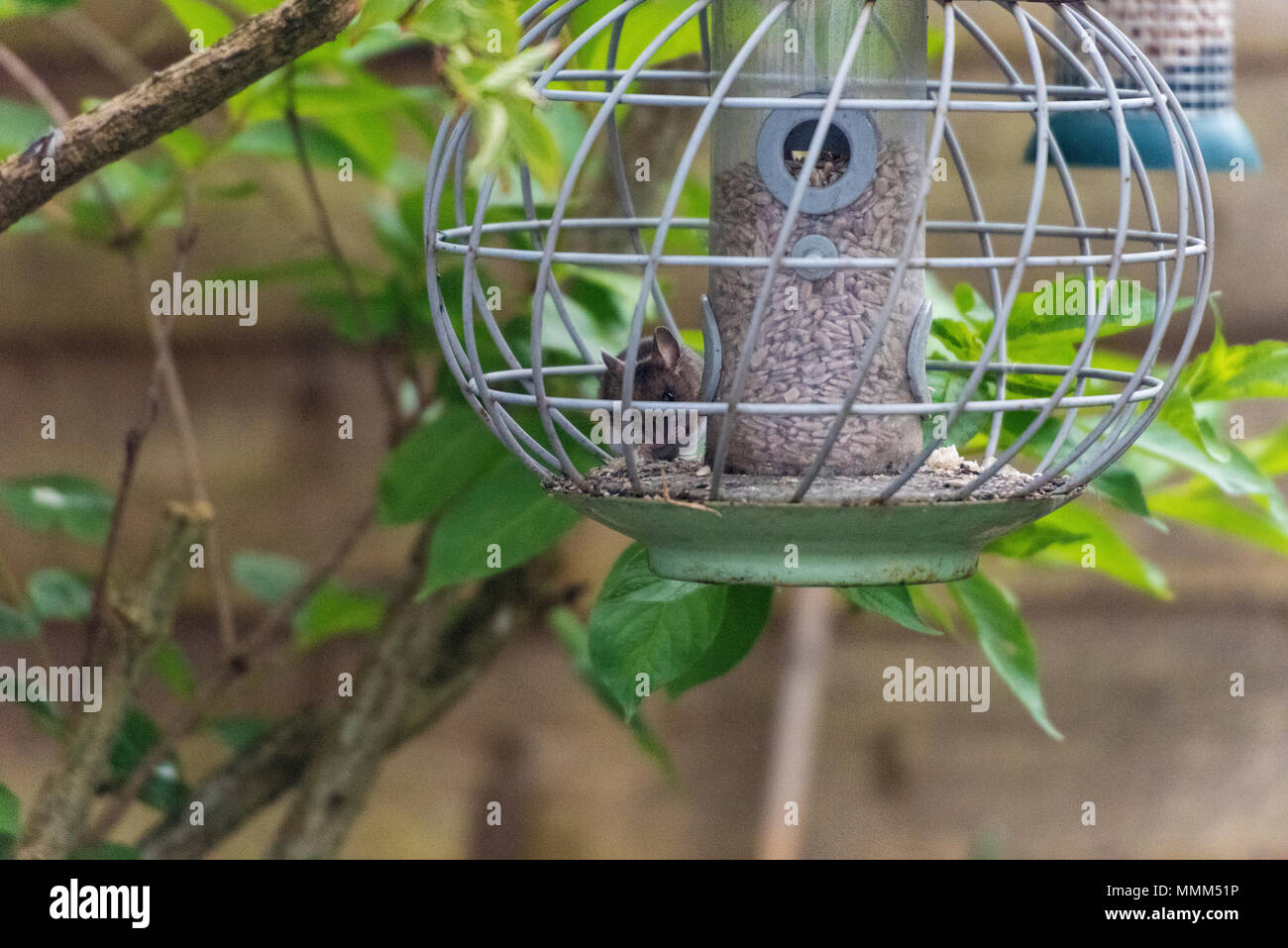 a mouse in a bird feeder eating seeds and bird food Stock Photo Alamy