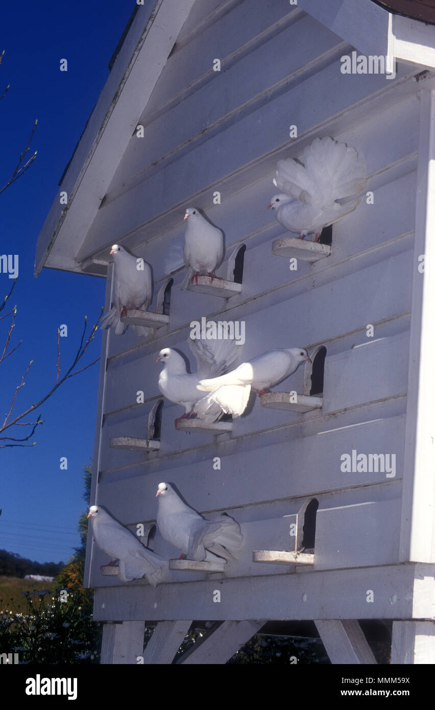 WHITE TIMBER DOVECOTE (DOVECOT OR DOOCOT) AND WHITE DOVES. Stock Photo